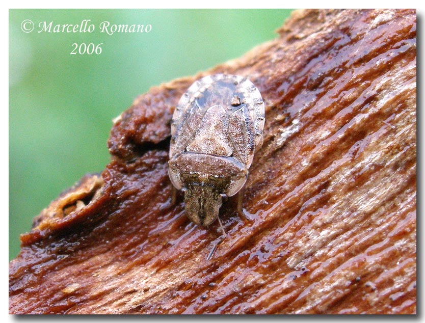 Dobbiamo stare vicini vicini (ovvero: inverno in compagnia)